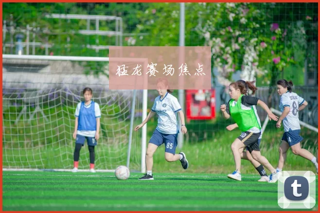 猛龙赛场焦点